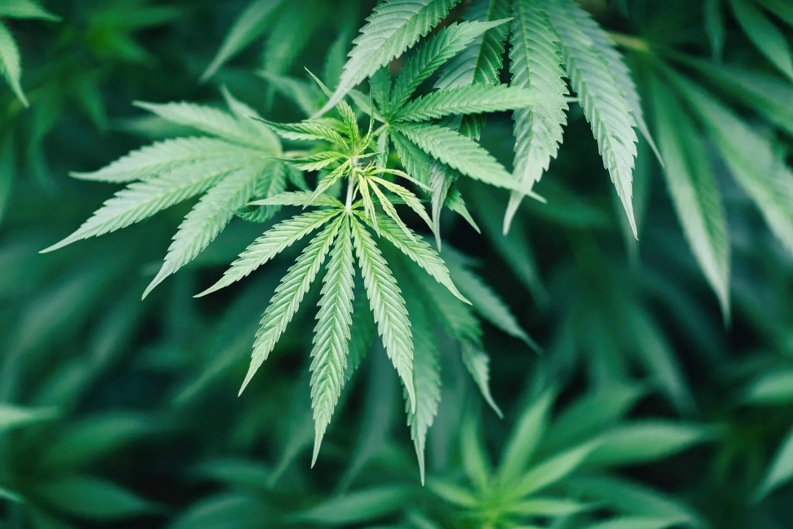 Tips for First-Time Shoppers at a Cannabis Store