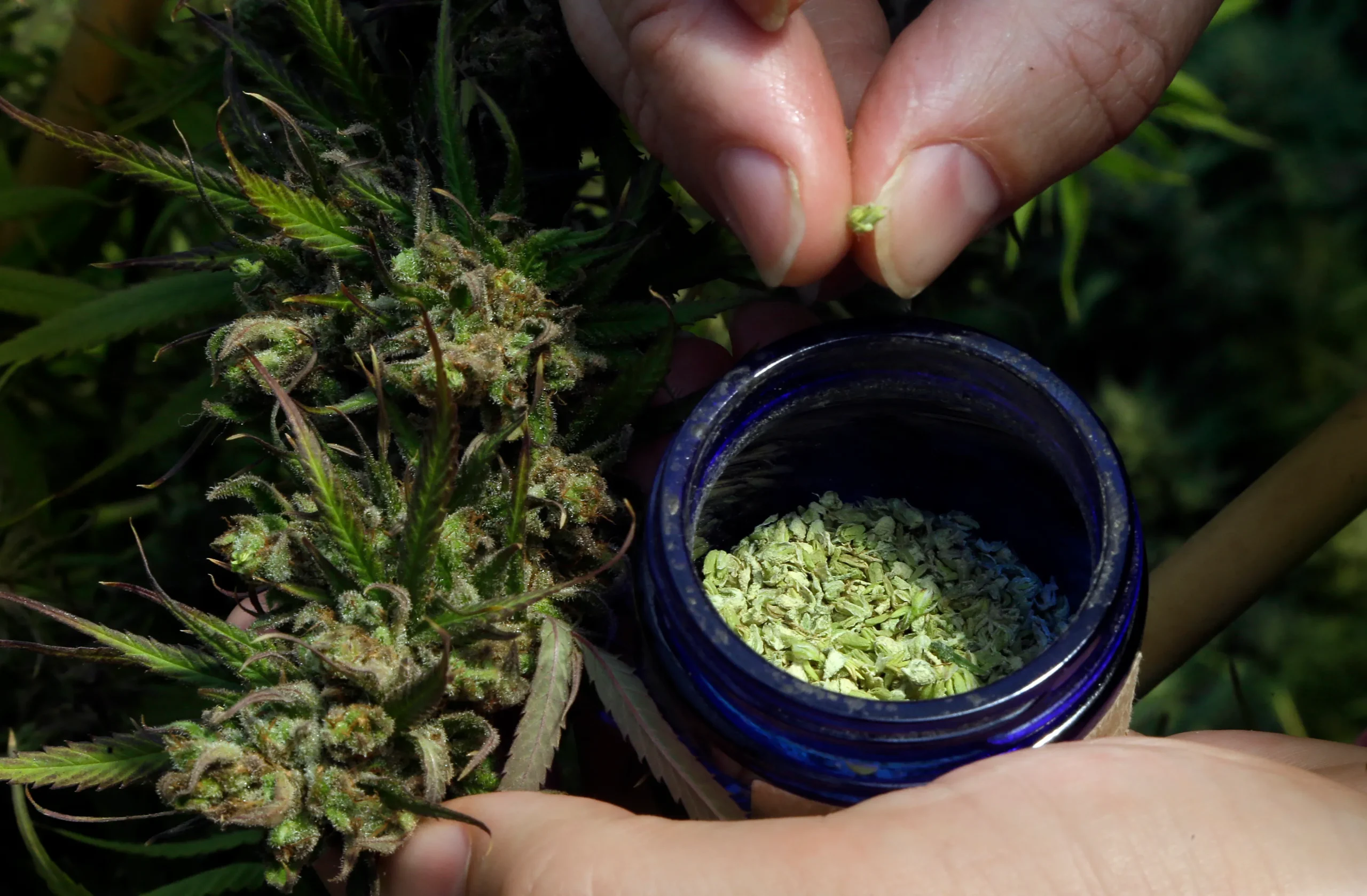 best place to buy thca flower