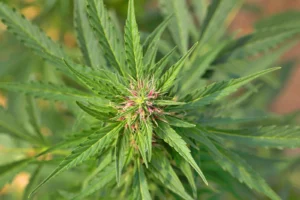 exotic thca flower
