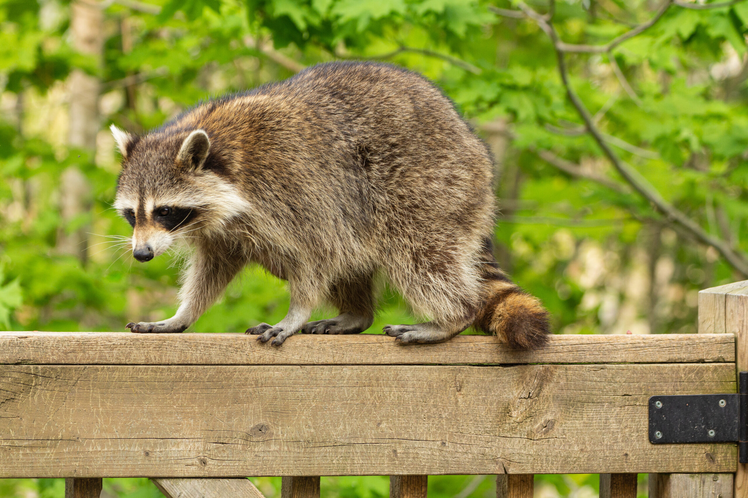 local wildlife removal services
